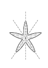 starfish: versatile symmetrical